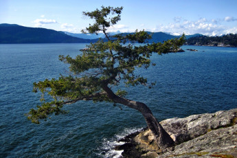 Картинка природа деревья горы озеро дерево