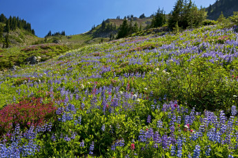Картинка природа луга цветы люпин горы