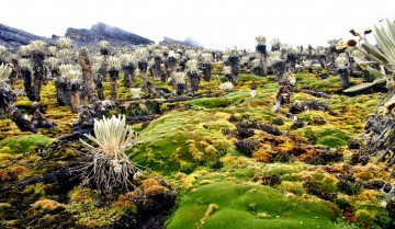 Картинка природа горы камни мох трава кактусы