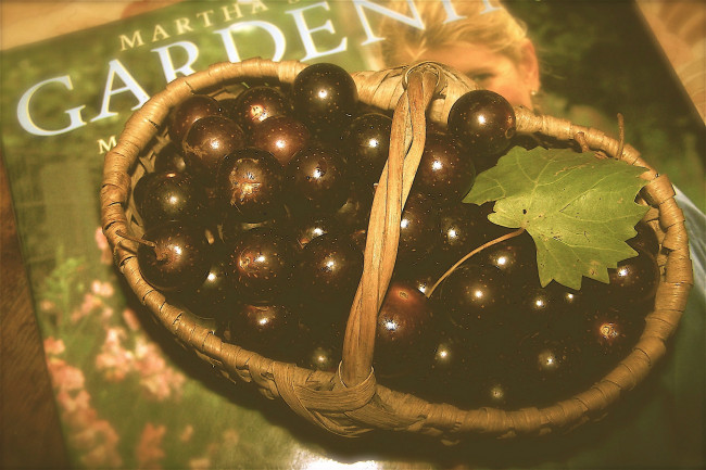 Обои картинки фото еда, виноград, лист, корзинка, мускатный