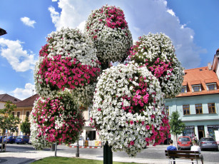 Картинка цветы петунии +калибрахоа чудо