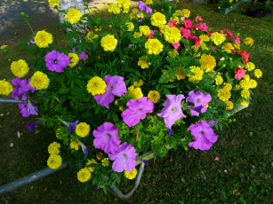 Картинка цветы разные+вместе чернобривцы петунья