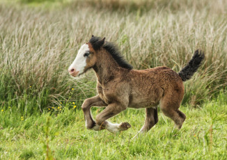 Картинка животные лошади лошадка