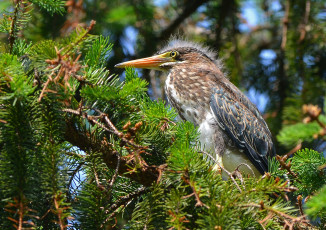Картинка животные птицы ель хвоя птица