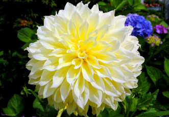 Картинка цветы георгины макро