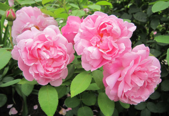 Картинка цветы розы розовый