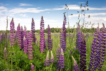 Картинка цветы люпин луг