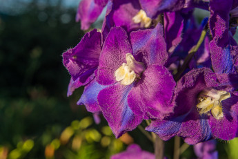 Картинка цветы дельфиниум макро