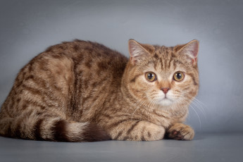 Картинка животные коты котейка