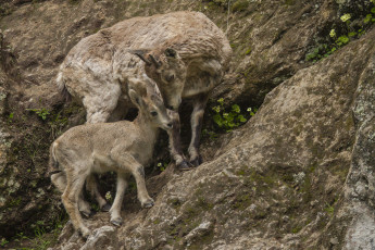 Картинка животные козы горные