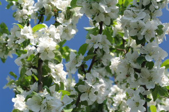 Картинка цветы цветущие+деревья+ +кустарники весна