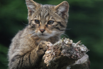 Картинка животные дикие+кошки кошак
