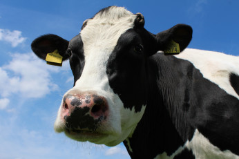 обоя животные, коровы,  буйволы, корова, голова