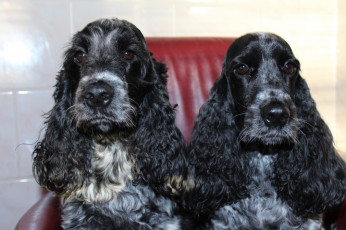 Картинка животные собаки спаниели