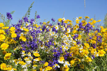 Картинка цветы луговые+ полевые +цветы лето луг