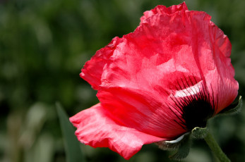 Картинка цветы маки макро