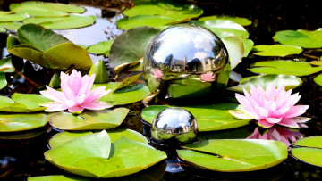 Картинка цветы лилии+водяные +нимфеи +кувшинки шары кувшинки листья вода