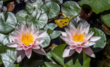 Картинка цветы лилии+водяные +нимфеи +кувшинки пара