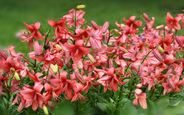 Картинка цветы лилии +лилейники много