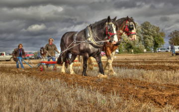 Картинка животные лошади пашня кони пара