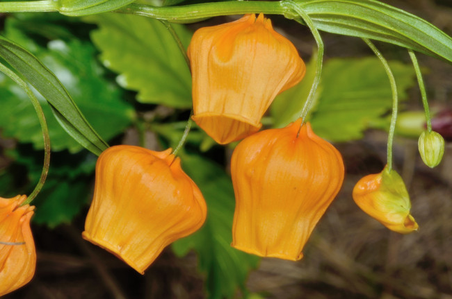 Обои картинки фото цветы, сандерсония , золотой ландыш, желтый