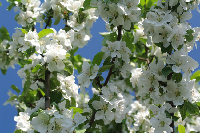 Обои картинки фото цветы, цветущие деревья ,  кустарники, весна