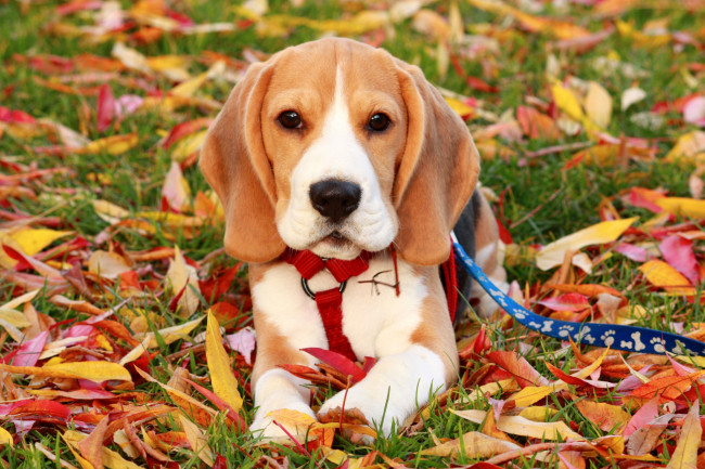 Обои картинки фото животные, собаки, осень