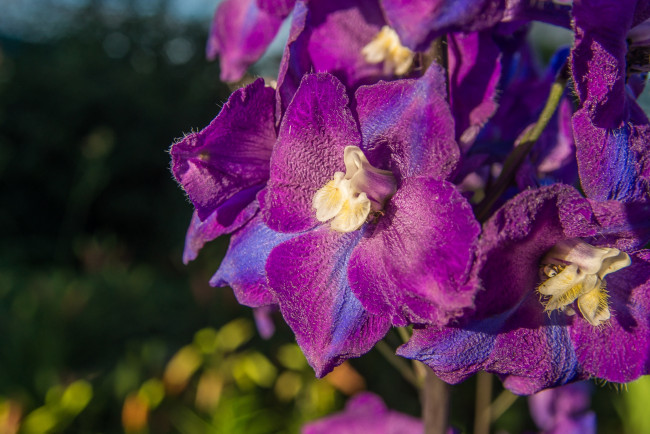 Обои картинки фото цветы, дельфиниум, макро