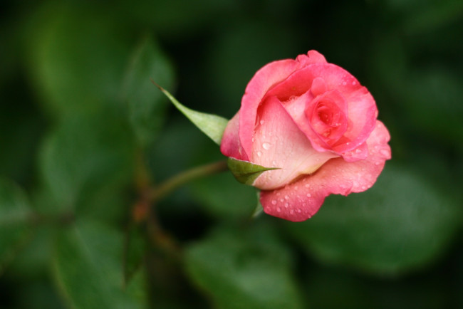 Обои картинки фото цветы, розы, бутон