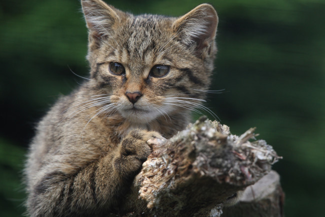 Обои картинки фото животные, дикие кошки, кошак