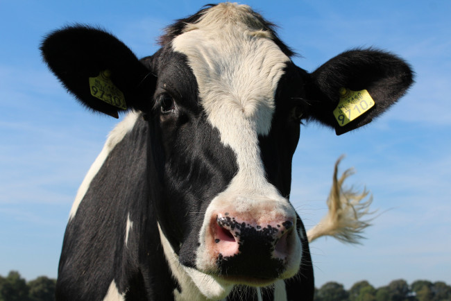 Обои картинки фото животные, коровы,  буйволы, голова, корова