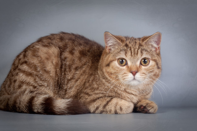 Обои картинки фото животные, коты, котейка