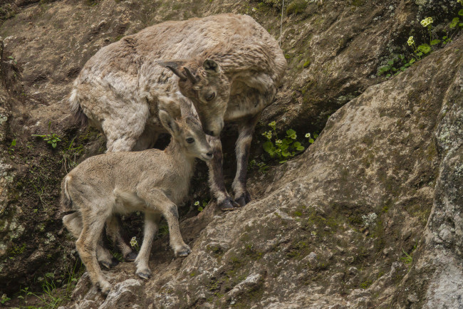 Обои картинки фото животные, козы, горные