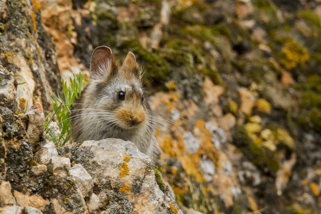Обои картинки фото животные, крысы,  мыши, мышка