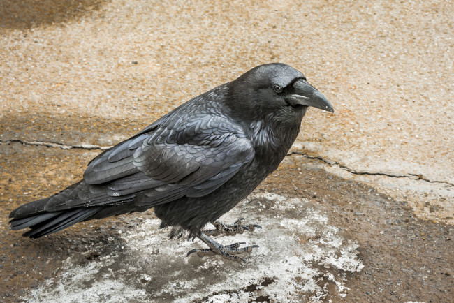 Обои картинки фото животные, вороны,  грачи,  галки, ворона