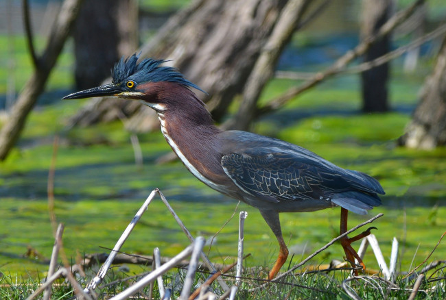 Обои картинки фото животные, цапли,  выпи, цапля