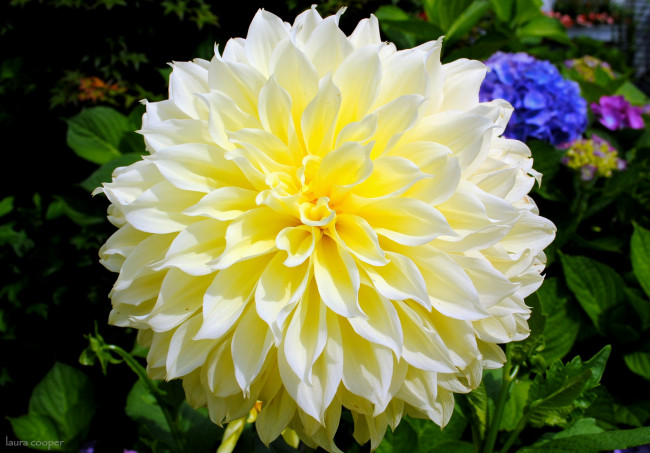 Обои картинки фото цветы, георгины, макро