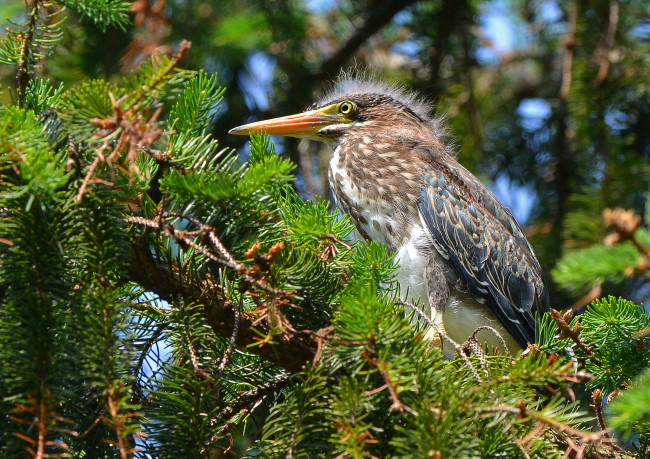 Обои картинки фото животные, птицы, ель, хвоя, птица