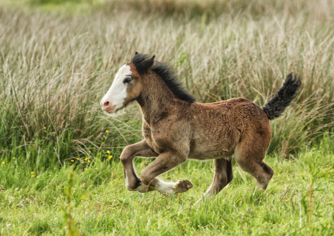 Обои картинки фото животные, лошади, лошадка