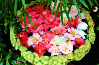 Картинка цветы камелии разноцветные