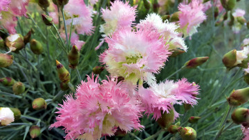 Картинка цветы гвоздики пушистые