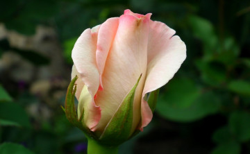 Картинка цветы розы бутон