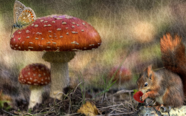 Обои картинки фото разное, компьютерный дизайн, белка, бабочка, гриб, мухомор