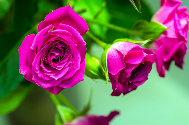 Обои картинки фото цветы, розы, бутоны