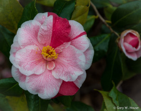 Картинка цветы камелии камелия