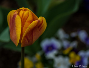 Картинка цветы тюльпаны тюльпан