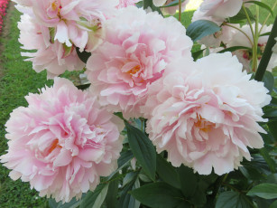 Картинка цветы пионы лепестки бутон пион цветение листья