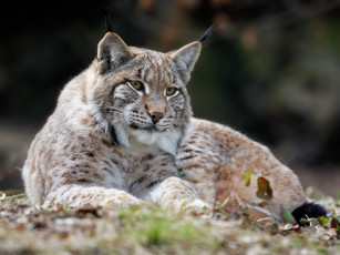 Картинка животные рыси профиль отдых животное рысь кошка