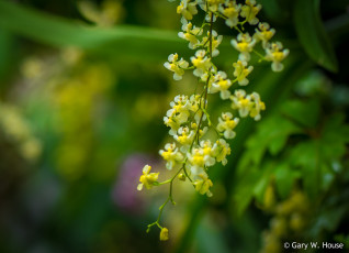 Картинка цветы орхидеи жёлтые