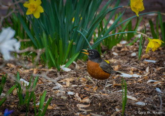 Картинка животные птицы птичка